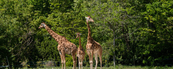 parc zoologique