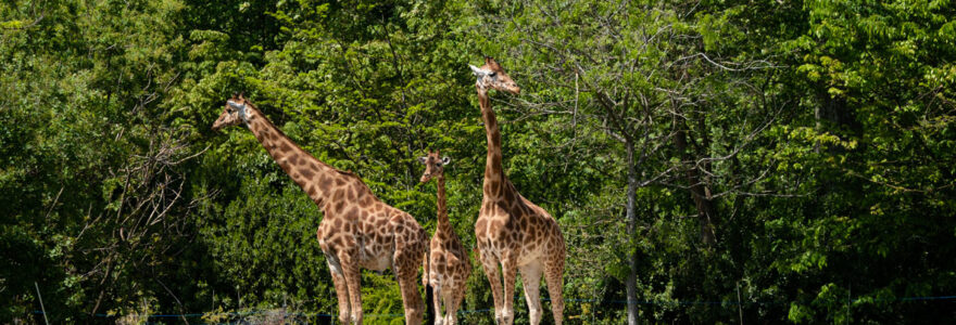 parc zoologique